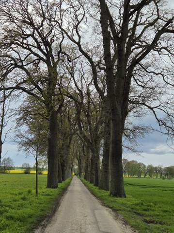 Ein Bild, das drau�en, Gras, Himmel, Landschaft enth�lt.

Automatisch generierte Beschreibung